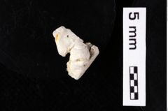 Foto (Detailansicht) von Cracensigillatus acutirostrus (Moericke, 1889) (NHMW-GEO-1990-0041-0466)